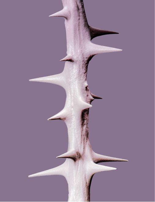 탬버린즈 이브닝글로우 제품 사진